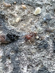 Pheidole obscurithorax