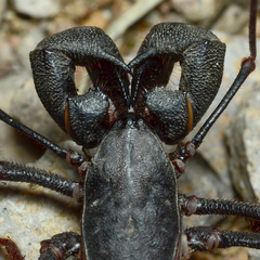 Mastigoproctus tohono