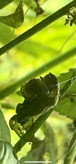 Physa