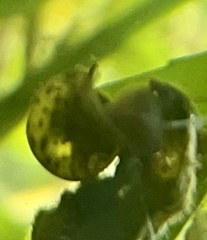 Physa