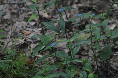 Commelina virginica