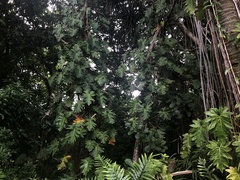 Philodendron lacerum