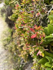 Rhagodia candolleana