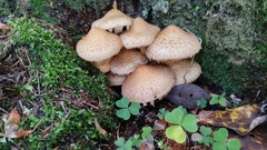 Pholiota