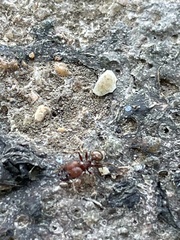 Pheidole obscurithorax