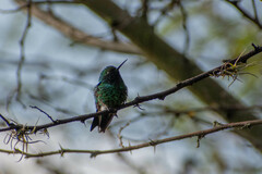 Chlorostilbon melanorhynchus