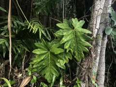 Philodendron lacerum