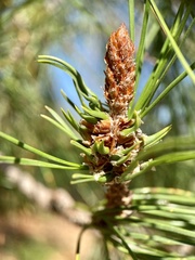 Thecodiplosis piniradiatae