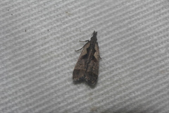 Dichomeris setosella