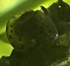Physa
