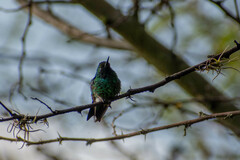 Chlorostilbon melanorhynchus