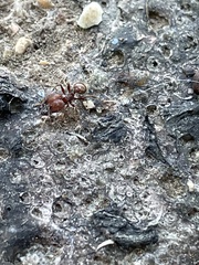 Pheidole obscurithorax