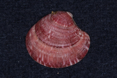 Cardiidae