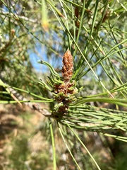 Thecodiplosis piniradiatae