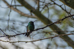 Chlorostilbon melanorhynchus