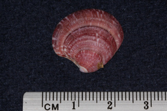 Cardiidae