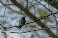 Chlorostilbon melanorhynchus