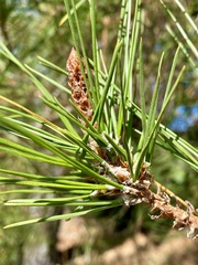 Thecodiplosis piniradiatae