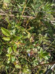 Vaccinium myrtilloides