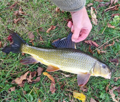 Moxostoma erythrurum