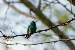 Chlorostilbon melanorhynchus