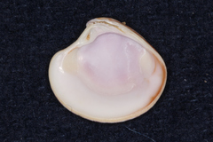 Cardiidae