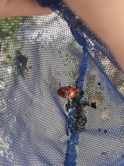 Thermonectus marmoratus