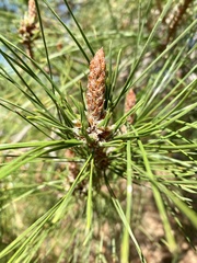 Thecodiplosis piniradiatae