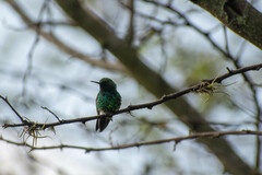 Chlorostilbon melanorhynchus