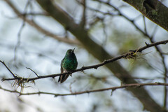 Chlorostilbon melanorhynchus