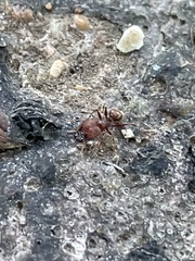Pheidole obscurithorax
