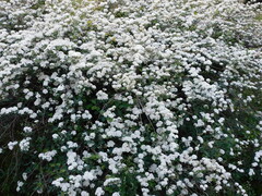 Spiraea prunifolia