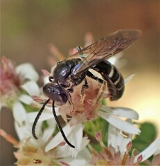 Lasioglossum fuscipenne