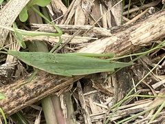 Atractomorpha lata