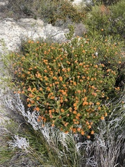 Melaleuca asterocarpa