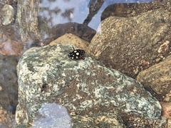 Thermonectus marmoratus