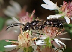 Lasioglossum fuscipenne