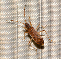 Ozophora picturata
