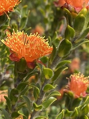 Melaleuca asterocarpa