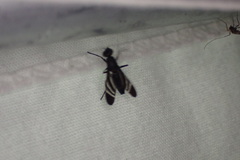 Tritoxa flexa