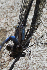 Argia lacrimans