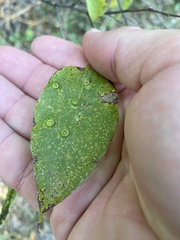 Pachypsylla celtidismamma
