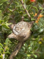 Melaleuca asterocarpa