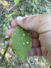 Pachypsylla celtidismamma