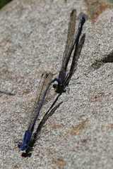 Argia lacrimans