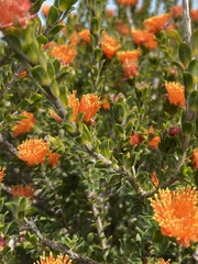 Melaleuca asterocarpa