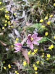 Thelymitra luteocilium