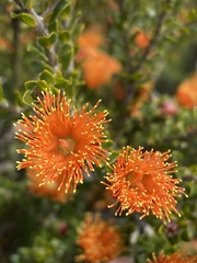 Melaleuca asterocarpa