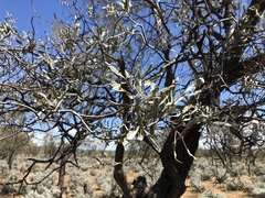 Loranthaceae