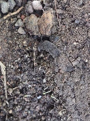 Liometopum apiculatum